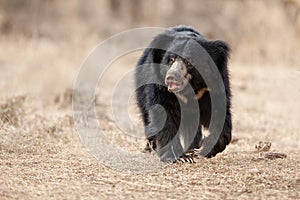 Very rare sloth bear male search for termites in indian forest