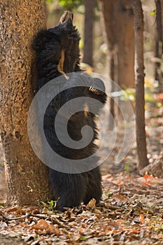 Very rare sloth bear male search for termites in indian forest