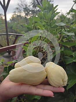 the very rare of white chayote