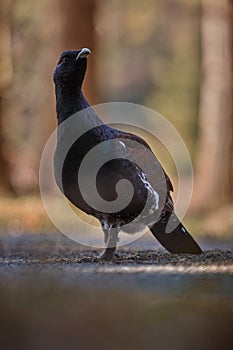 Very rare wild capercaillie in the nature habitat in european woodland