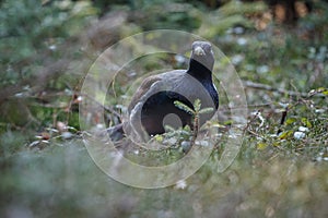 Very rare wild capercaillie in the nature habitat in european woodland