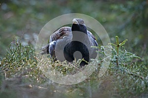 Very rare wild capercaillie in the nature habitat in european woodland