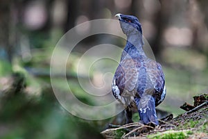 Very rare wild capercaillie in the nature habitat in european woodland