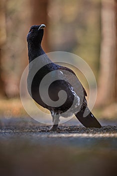 Very rare wild capercaillie in the nature habitat in european woodland photo