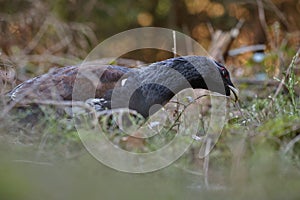 Very rare wild capercaillie in the nature habitat in european woodland photo