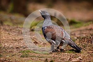 Very rare wild capercaillie in the nature habitat in european woodland photo