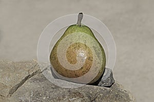 A Very Ripe Comice Pear Posed on a Rock