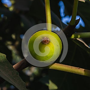 Very ripe figs on the tree