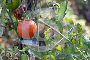 A very ripe tomato on a branch - Gowing homemade tomatoes at home concept - benefits of tomatoes