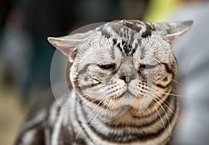 Very sad american shorthair cat shaded silvers tabby portrait