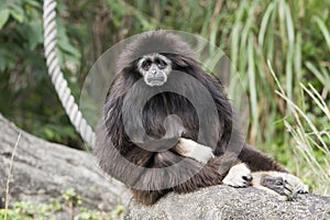 A very sad looking Gibbon