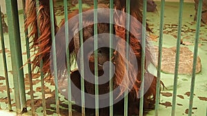 A very sad orangutan behind bars. A monkey with red hair sits and yearns. Orangutans, orangutan is a forest man, Pongo