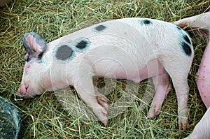 Very satisfied piglet