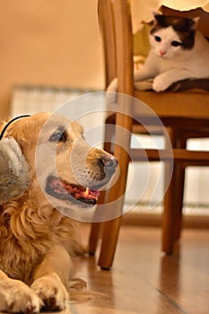 Molto paura il cane un curioso gatto sul nuovo 