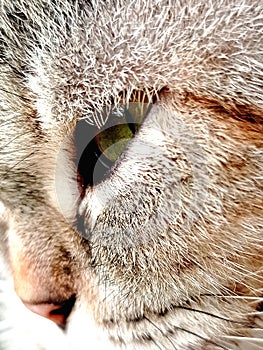 very sharp cat eyes