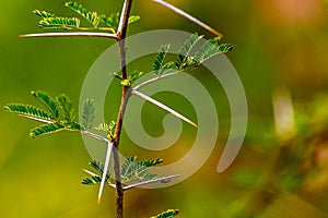 Very Sharp and long thorn on a thin Vachellia nilotica plant ste