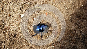 Very shiny black or blue spring beetle walk on sand.