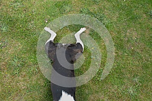 The very short curled up tail of a Boston Terrier dog lying flat on the grass with her legs in frogs leg pose