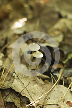 Very similar mushrooms are twins magical psychoactive mushrooms psilocybe cubensis semilanceata