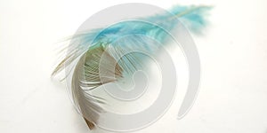 Very Simple Conceptual Macro, Black Blue Feather at white, Representating of Softness, Gentle and Light