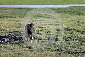 Very skinny, almost starving male lion walking in a national park in Kenya