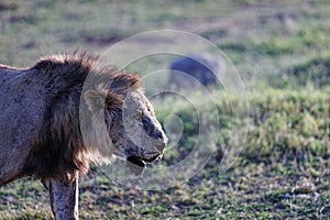 Very skinny, almost starving male lion walking in a national park in Kenya