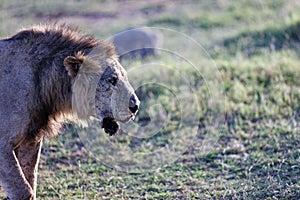 Very skinny, almost starving male lion walking in a national park in Kenya