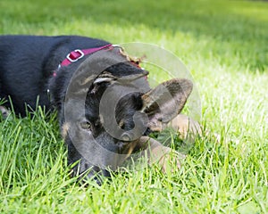 Very sleepy German Shepherd puppy with floppy ears lying in the grass on a sunny day.