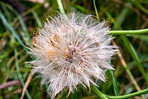 Very sloppy dandelion seed head