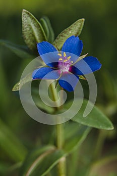 Very smal blue flower of mediterraneo, Andalusia, Spain