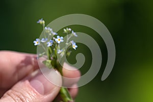 A very small bouquet of blue forget-me-not flowers in women`s hands on green blurred background. Selective focus