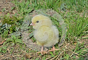 Very small chicken 16
