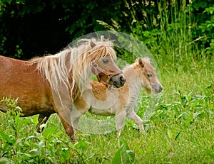 A very small and cute foal of a chestnut shetland pony, near to it`s mother grazing in the meadow