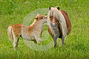 A very small and cute foal of a chestnut shetland pony, near to it`s mother, standing close and looking into the camera