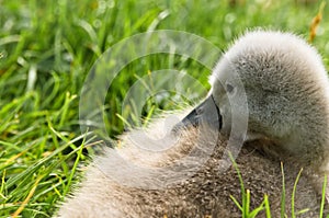 A very small and fluffy little swan, just slipped, newborn, rests and gaggles at the banks of a lake.  Very cute and awesome.