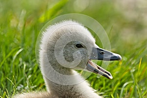 A very small and fluffy little swan, just slipped, newborn, rests and gaggles at the banks of a lake.  Very cute and awesome.