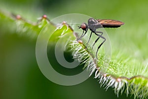 Very small fly on the green leaf