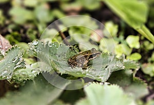 Very small frog on anAlchemilla mollis - Lady`s mantle