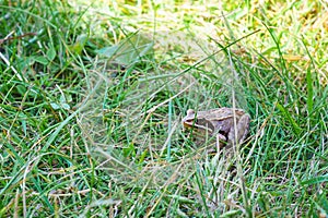 a very small frog sits in the grass