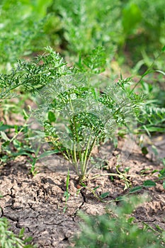 Very small green carrot grows on a ground, close-up in the center in a summer garden. Concept of healthy eating and vegetarian