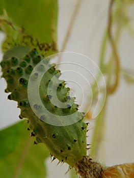 Very small green cucumber hanging on a branch