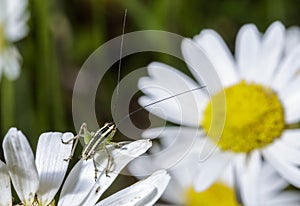 Very small green grasshopper