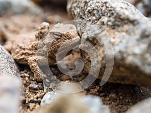Small Horned Toad on Ground Near Rocks
