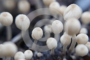 Very small inedible mushrooms on a bed against a dark background