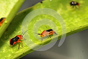Very small insect on nature