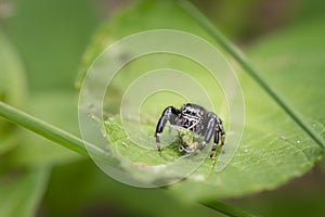 A very small jumping spider sitting on a green leaf