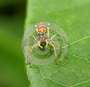 Very small jumping spider