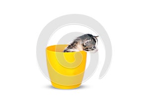 Very small kitten in pot on a white background in studio.