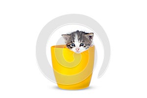 Very small kitten in pots on a white background.