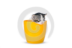 Very small kitten in pots on a white background.